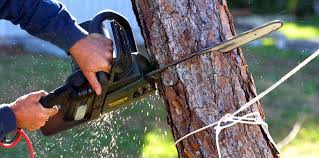 Best Fruit Tree Pruning  in Independence, IA