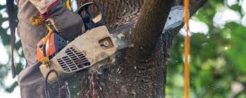 Independence, IA Tree Care Company