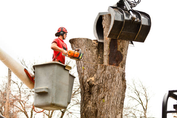 How Our Tree Care Process Works  in  Independence, IA