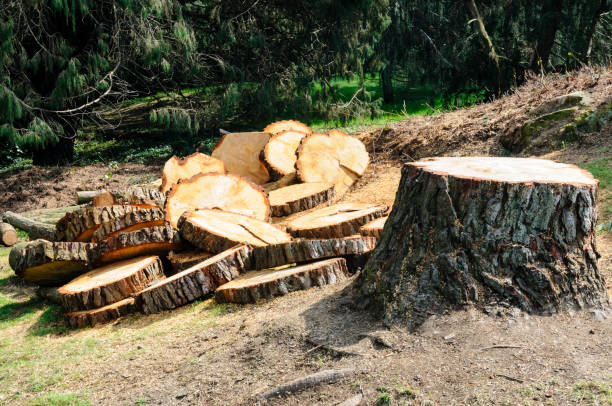 Best Hazardous Tree Removal  in Independence, IA